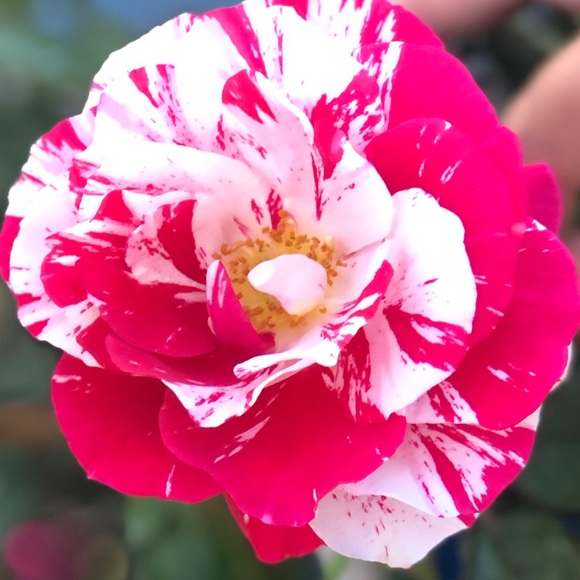 Meet your Posher, Tiger - Picture 1 of 1